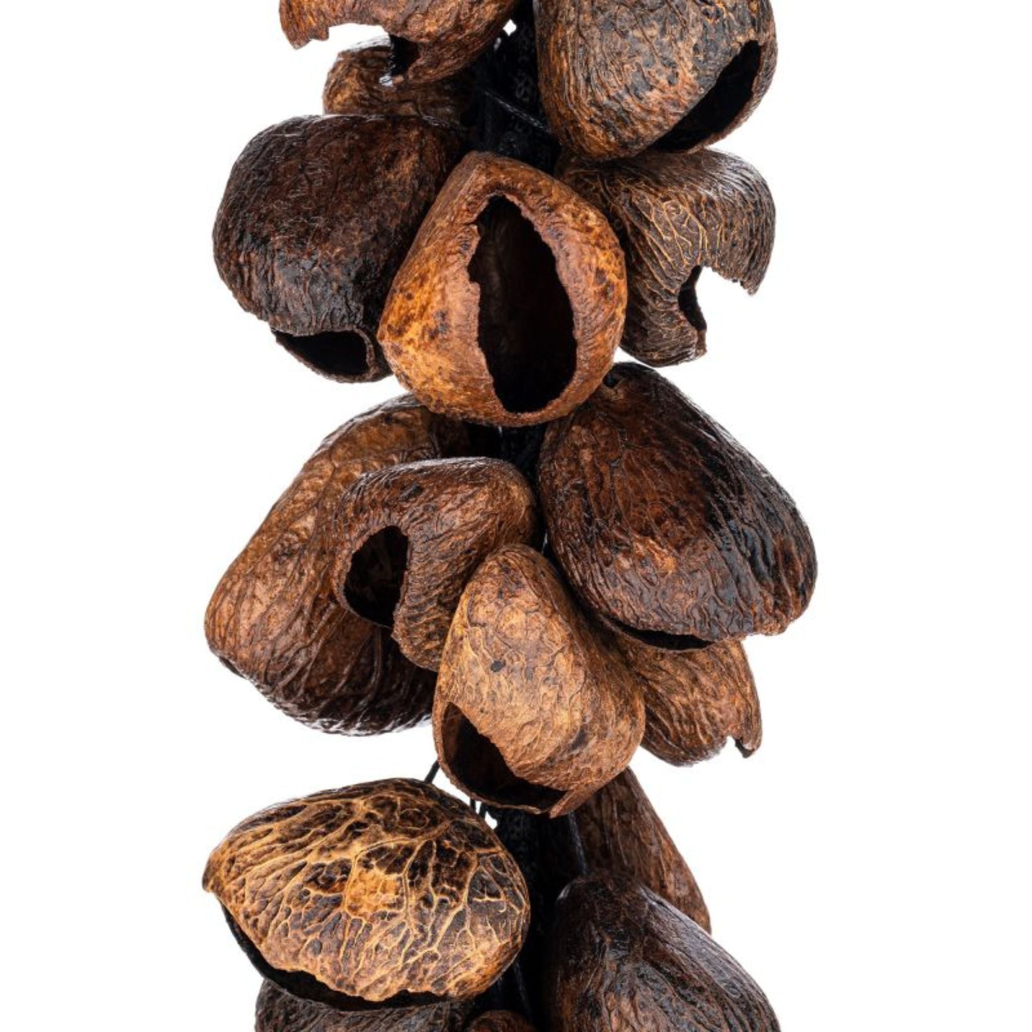 close up of Meinl Pangi Waterfall Shaker 40 Seeds WA5 showing natural Pangi seed nutshells and durable cord construction on white background